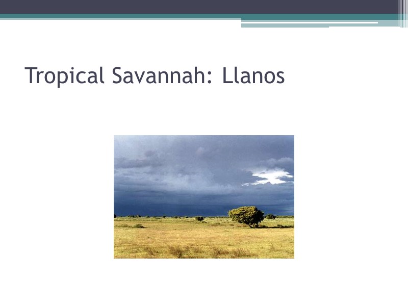 Tropical Savannah: Llanos